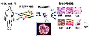 東北大が発見した多能性幹細胞（Muse細胞）及び，その分離方法に関する基本的な特許が成立