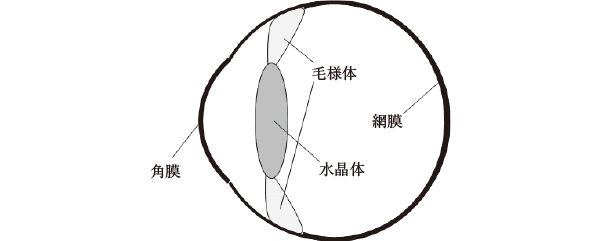 図2.6　眼の構造